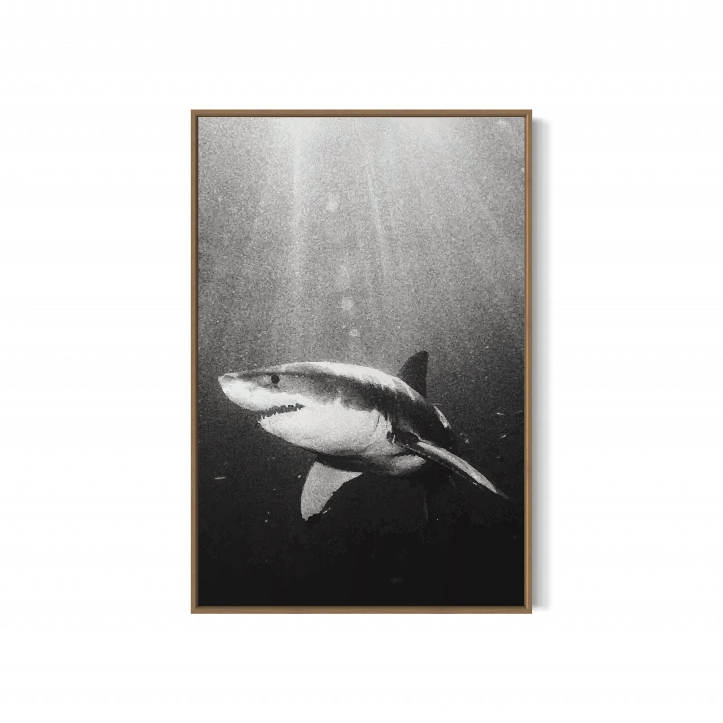 Great White Shark Black & White