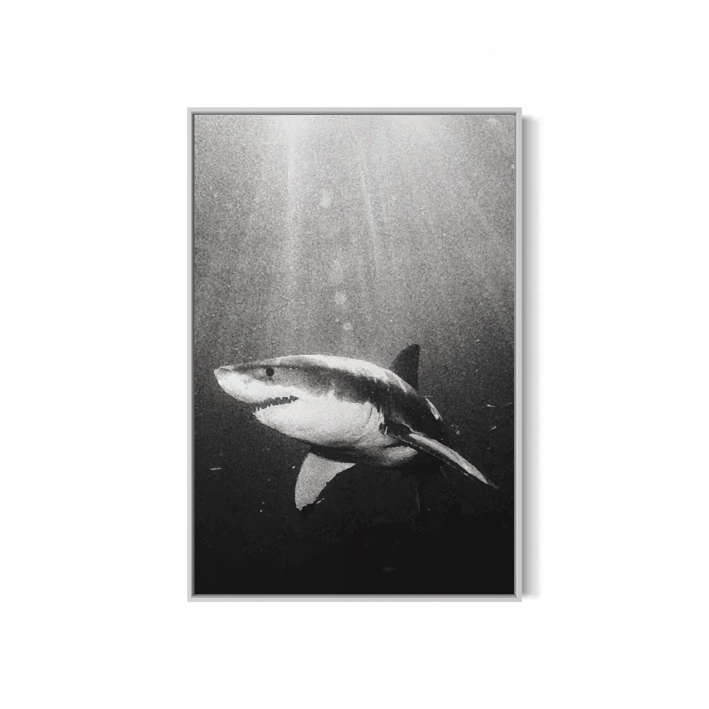 Great White Shark Black & White