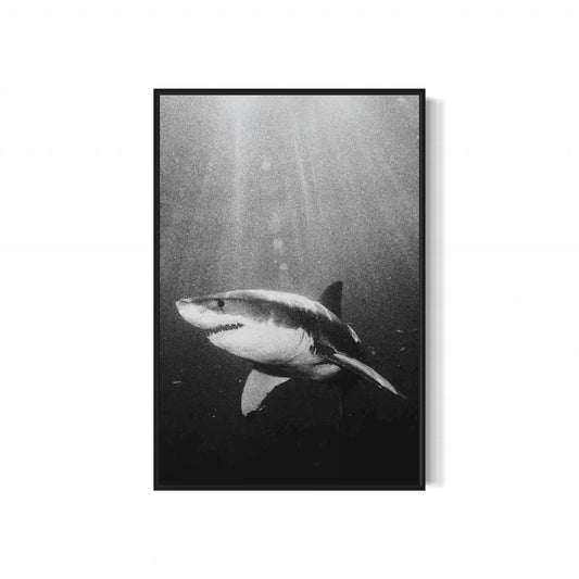 Great White Shark Black & White