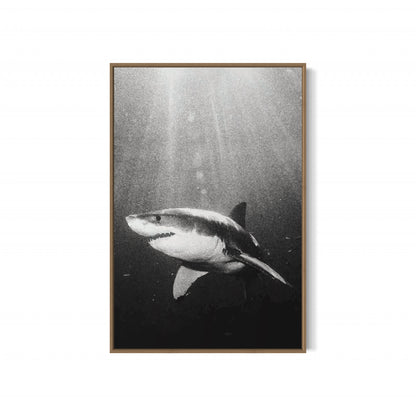 Great White Shark Black & White