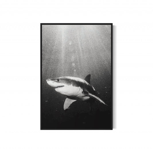 Great White Shark Black & White